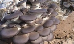 冬栽平菇如何采用簡易生物能保溫法？