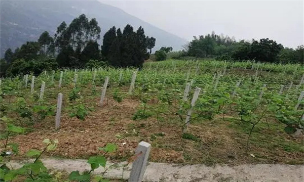 在河灘地、山地、鹽堿地和黏土地上建葡萄園
