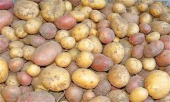 什么是馬鈴薯塊莖休眠 怎樣打破塊莖休眠？