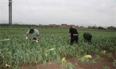 大蒜蒜薹采收方法，蒜薹采后如何處理？