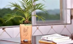 美麗針葵風(fēng)水作用 如何栽培和養(yǎng)護(hù)美麗針葵？