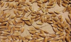 常規(guī)稻能自己留種嗎？它與無(wú)公害水稻有何不同
