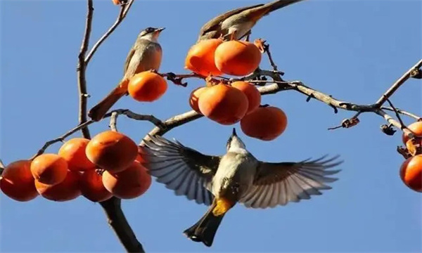 鳥(niǎo)害如何預(yù)防