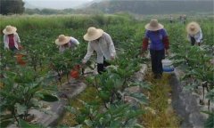 茄子如何高效施肥，給茄子施肥要注意什么？