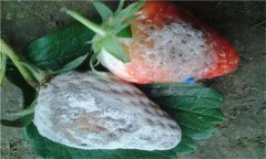怎樣防治草莓白粉??？