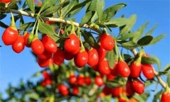 枸杞灌水的時間、方法與灌水量問題
