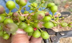 如何防治葡萄細(xì)菌性穿孔病？