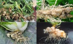 如何防治大白菜根腫病，其發(fā)生原因是什么？