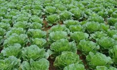 大白菜結(jié)球期水肥管理技術要點