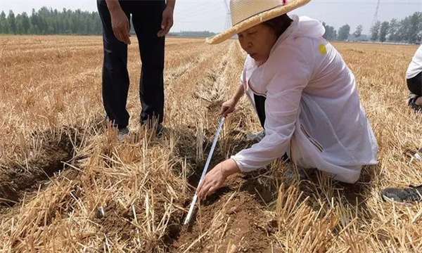 玉米精量播種技術的三個要求