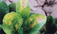 菠菜炭疽病的危害癥狀有哪些？如何防治？