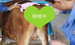 如何把握母牛輸精時間 輸精前應(yīng)做好哪些準(zhǔn)備？