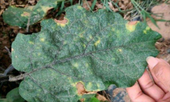 茄子細(xì)菌性褐斑病怎樣防治？用什么藥防治？