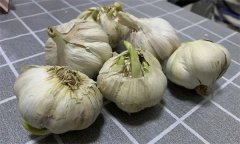 大蒜萌發(fā)期、幼苗期、鱗莖期、休眠期生育特點(diǎn)