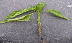 蔬菜苗期立枯病有哪些癥狀？用什么藥最好？
