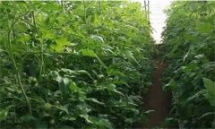 番茄定植前已施大量底肥，花前還追不追肥？