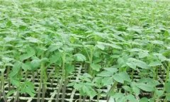 番茄怎樣育苗？番茄育苗技術(shù)操作要點