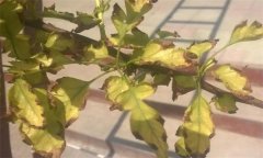 山楂缺鐵的癥狀、產(chǎn)生因素與補救措施