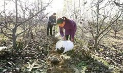 果樹配方施肥應(yīng)注意哪些問題？