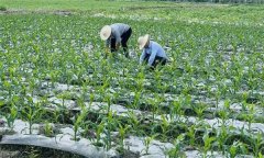什么叫復(fù)種 復(fù)種的作用、類型、必要條件與方式