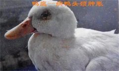 鴨瘟癥狀表現(xiàn)主要有哪些，鴨瘟如何預(yù)防與防控