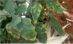 茄子缺鎂的癥狀與表現(xiàn) 茄子缺鎂怎么辦？