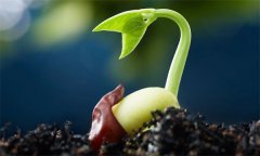 種子萌發(fā)需要哪三個(gè)外界要素條件？