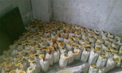 什么是靈芝瓶栽法？瓶栽靈芝怎樣進行管理？