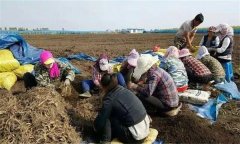 人參的采收、加工與貯藏方法簡介