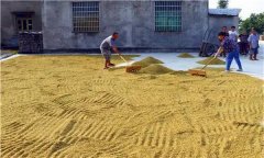 水稻種植前為什么要曬種、選種、浸種和催芽