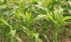 玉米田除草劑哪種最好？