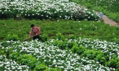 白勺田間管理方法與主要內(nèi)容有哪些？