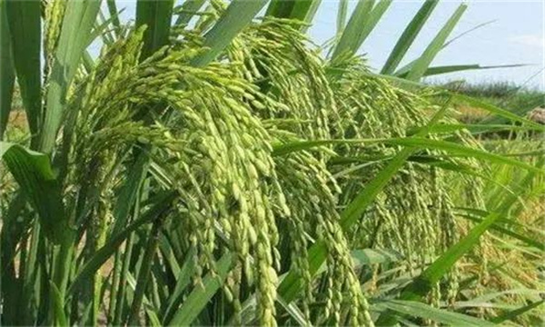 優(yōu)質水稻直播對施肥管理有什么要求