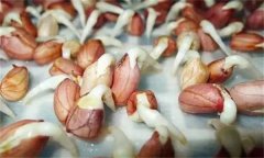花生發(fā)芽不能吃嗎？吃花生芽有什么好處？