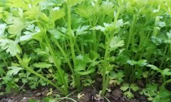 芹菜有哪些種類？芹菜真的越吃越瘦嗎？