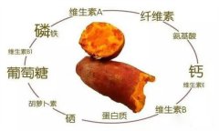 紅薯的營養(yǎng)特點 紅薯的輔助功能知多少？
