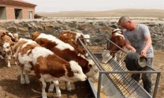 肉牛養(yǎng)殖中如何使用尿素，需注意哪些問(wèn)題？