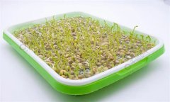 培育豌豆芽苗菜的水為什么會(huì)變綠？