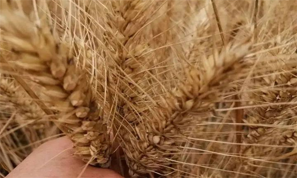 預(yù)防干熱風和青枯危害