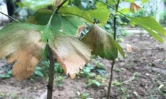 銀杏葉斑病的發(fā)病癥狀、發(fā)病規(guī)律與防治方法