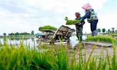 機插秧起秧、運秧、添秧的要求 怎樣防止漂秧？