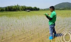 水稻出苗后怎樣管水 如何使用壯秧劑、多效唑等
