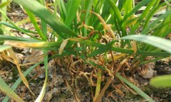 韭菜莖枯病的癥狀表現(xiàn)、發(fā)病規(guī)律與防治方法