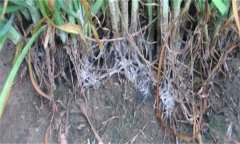 怎樣防治韭菜白絹??？