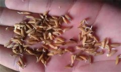 為什么會出現(xiàn)水稻爛種、爛芽、爛秧和死苗現(xiàn)象