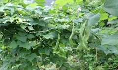 蕓豆的需肥特點 蕓豆施肥需要注意哪些問題？