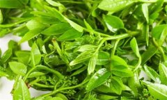 花椒芽苗菜假植生產(chǎn)技術(shù)要點有哪些？