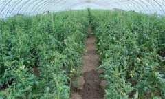 冬春茬番茄晚吊蔓有哪些好處 需注意哪些問題？