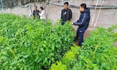 深冬期套種番茄應(yīng)注意什么問題？