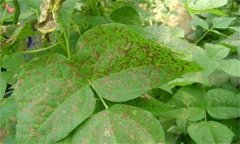 如何防治菜豆炭疽病，其病原菌是什么？